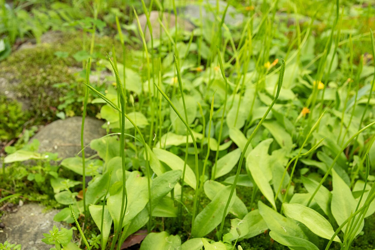 Ophioglossum namegatae: トネハナヤスリ (学名: Ophioglossum namegatae ) 撮影地 : 筑波実験植物園