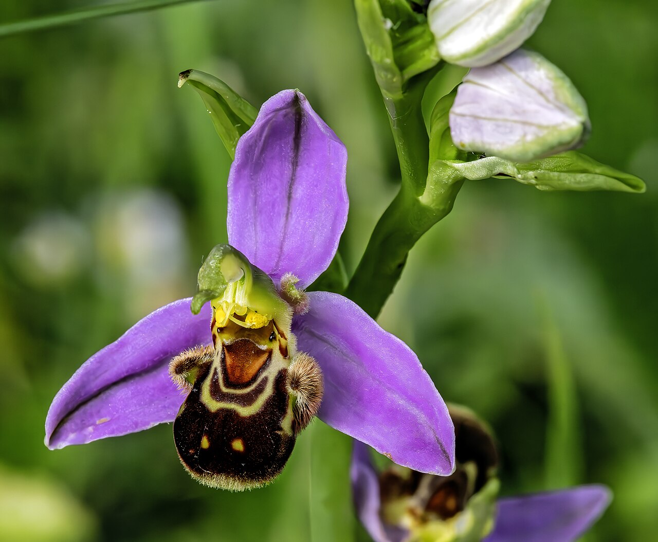 Bee orchid: Ophrys apifera - flower