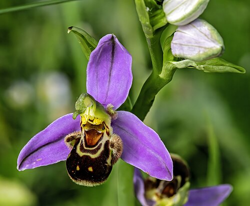Bee orchid: Ophrys apifera - flower