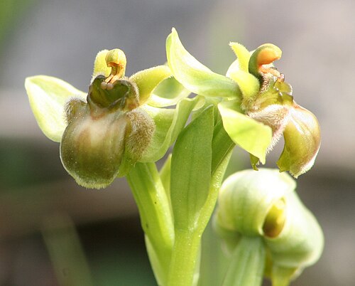Bumblebee orchid: Ophrys bombyliflora hipochrome Algarve Portugal