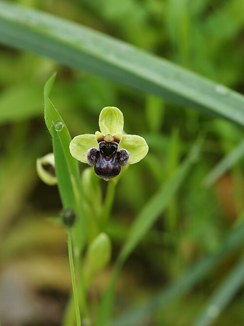 Bumblebee orchid: Bumblebee orchid near Cala Mondragó, Mallorca, Spain (location within 1.5 km).