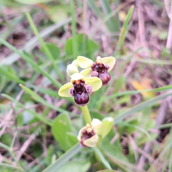 Bumblebee orchid (Ophrys bombyliflora)