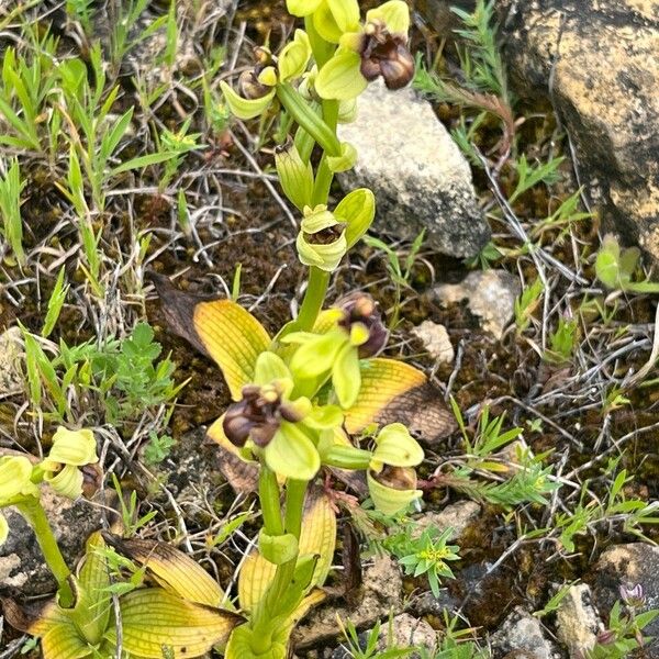 Bumblebee orchid (Ophrys bombyliflora)