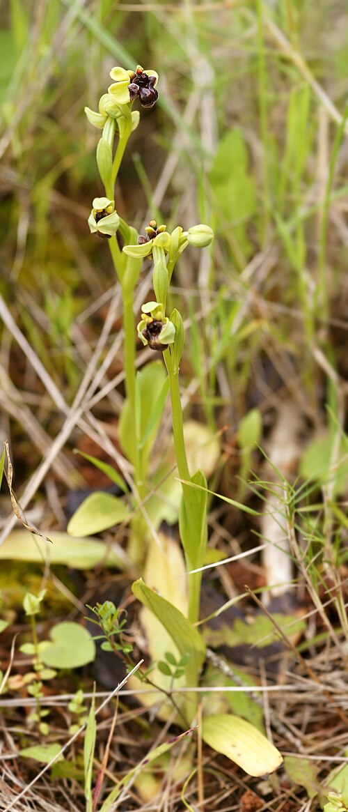 Bumblebee orchid: Bumblebee orchid near Cala Mondragó, Mallorca, Spain (location within 1.5 km).