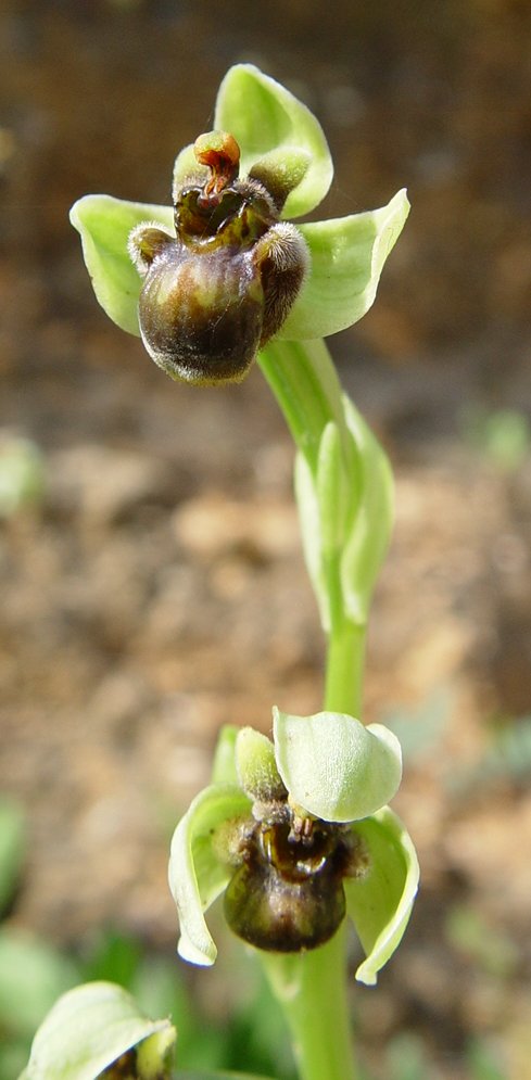 Bumblebee orchid (Ophrys bombyliflora)