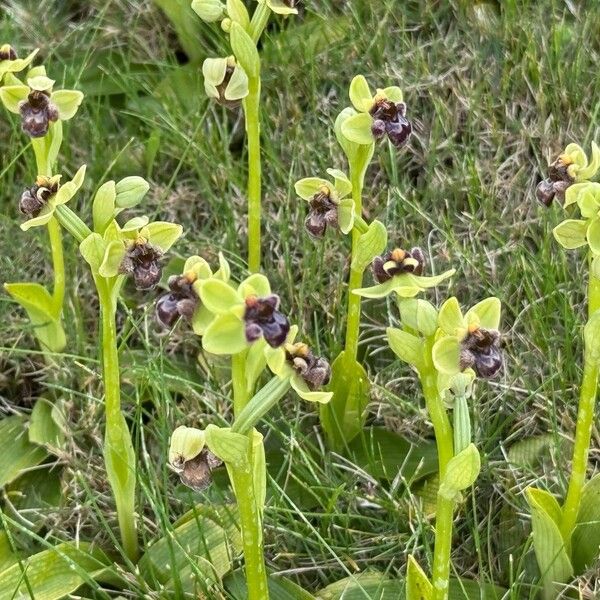 Bumblebee orchid (Ophrys bombyliflora)