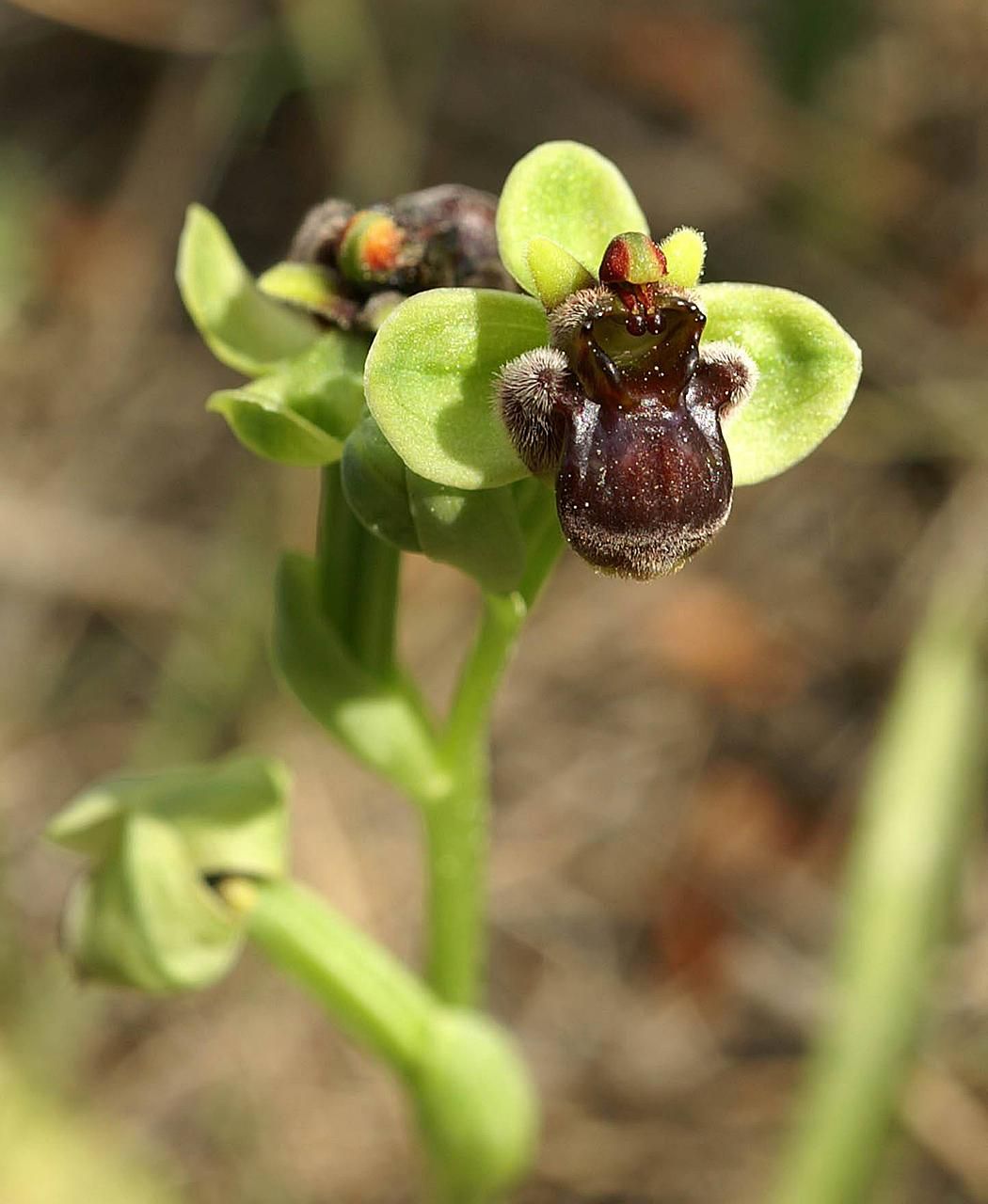 Bumblebee orchid: Ophrys bombyliflora