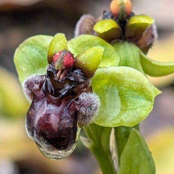Bumblebee orchid (Ophrys bombyliflora)