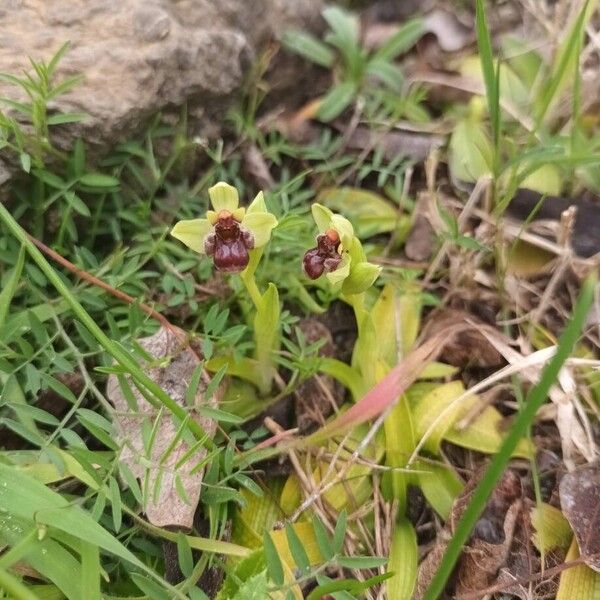 Bumblebee orchid (Ophrys bombyliflora)