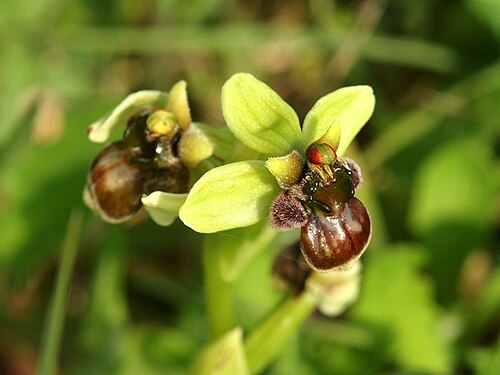 Bumblebee orchid: Ophrys bombyliflora