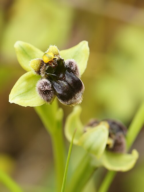 Bumblebee orchid: Bumblebee orchid near Cala Mondragó, Mallorca, Spain (location within 1.5 km).