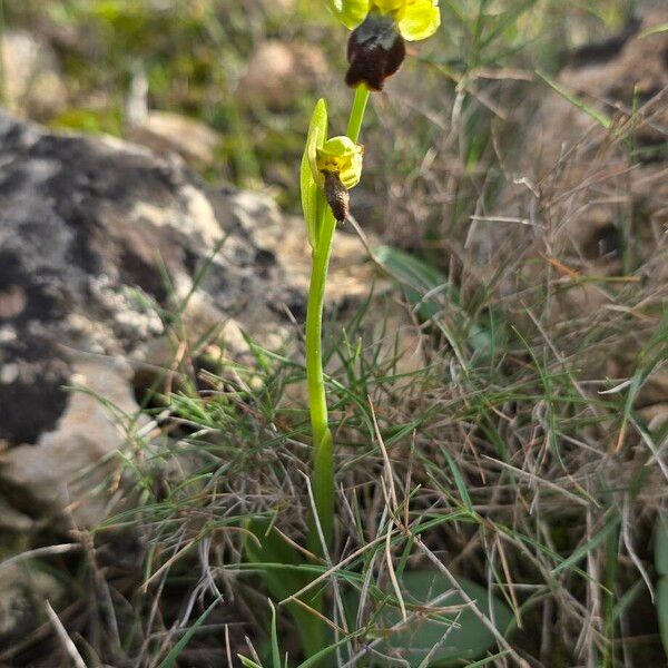 Dark bee orchid (Ophrys fusca)