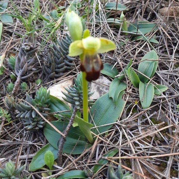Dark bee orchid (Ophrys fusca)