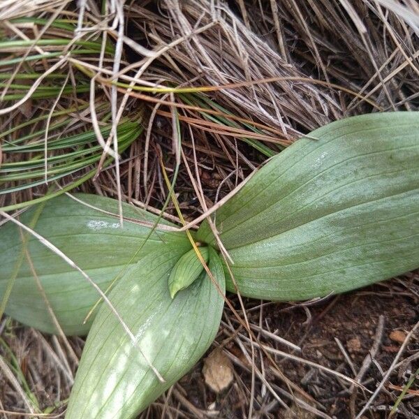 Dark bee orchid (Ophrys fusca)