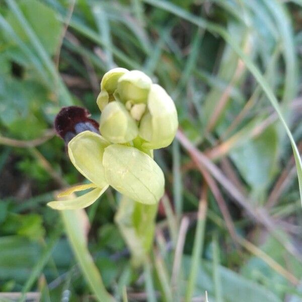 Dark bee orchid (Ophrys fusca)