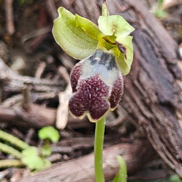 Dark bee orchid (Ophrys fusca)