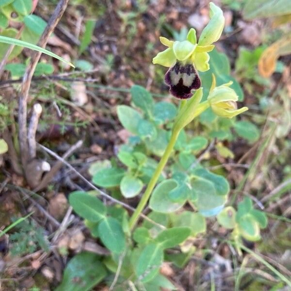 Dark bee orchid (Ophrys fusca)