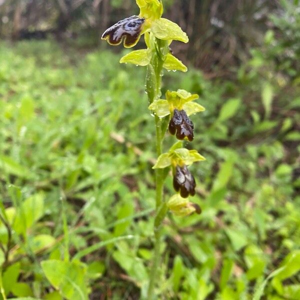Dark bee orchid (Ophrys fusca)