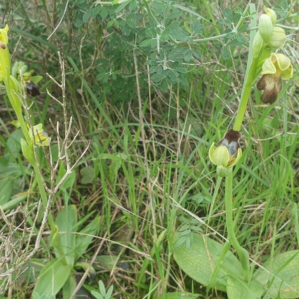 Dark bee orchid (Ophrys fusca)