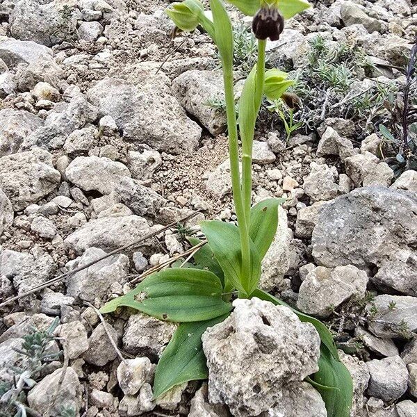 Dark bee orchid (Ophrys fusca)