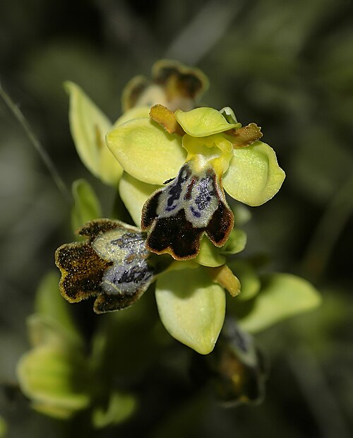 Dark bee orchid: near el Perelló, Catalonia, Spain (location within 1.5 km).