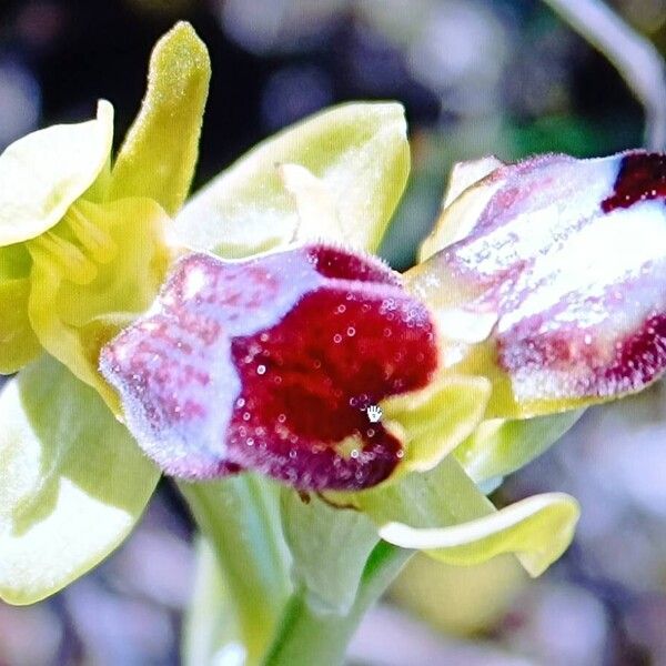 Dark bee orchid (Ophrys fusca)