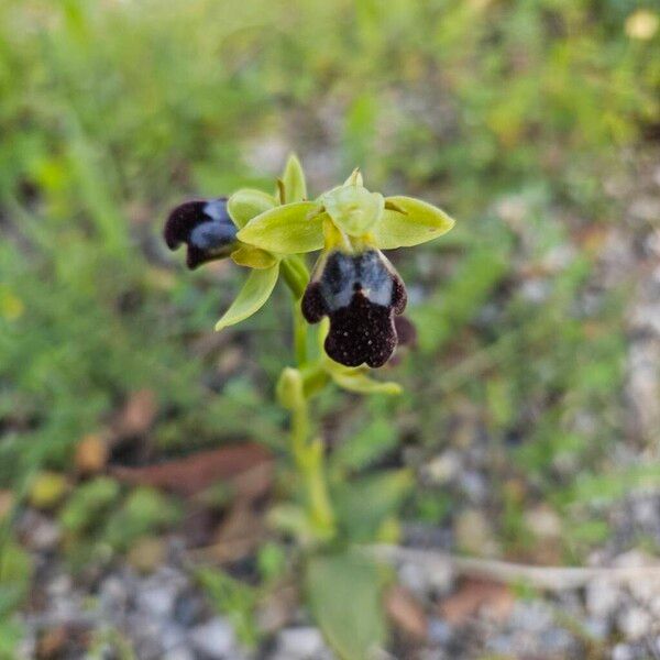 Dark bee orchid (Ophrys fusca)