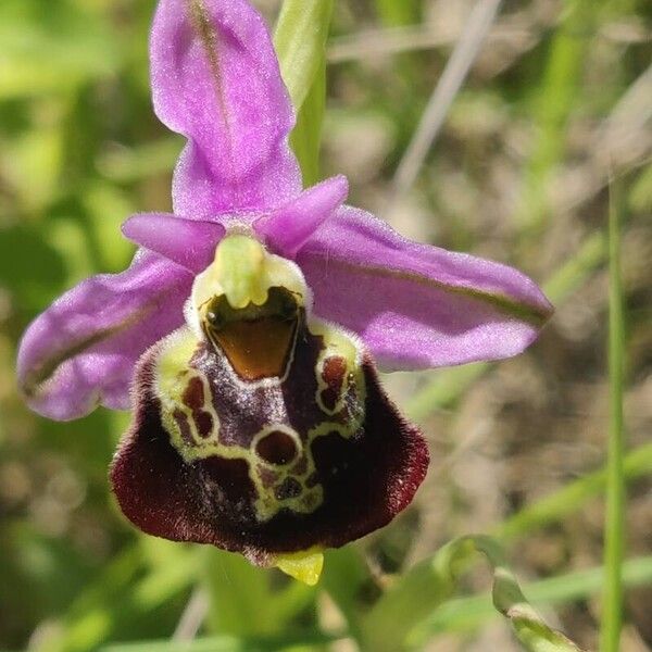 Ophrys holosericea (Ophrys holosericea)
