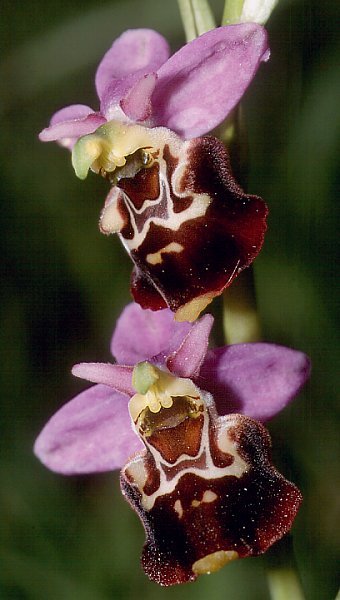 Ophrys holosericea (Ophrys holosericea)