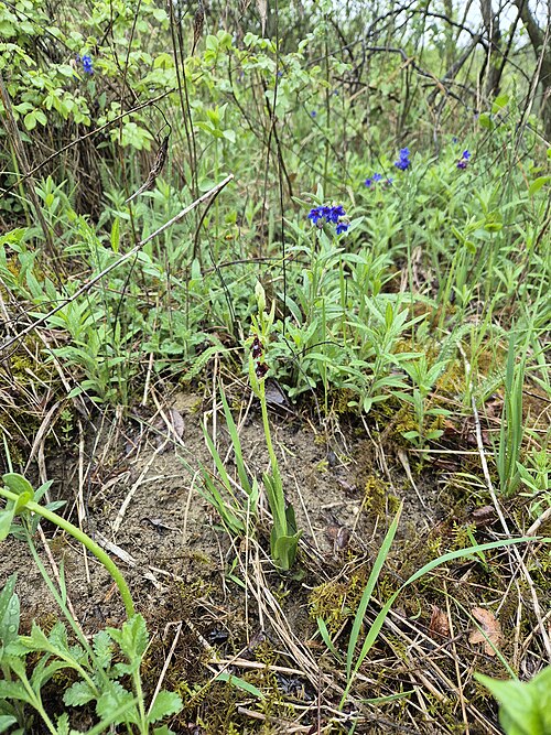 Fly orchid: Habitus Taxonym: Ophrys insectifera (subsp. insectifera) ss Fischer et al. EfÖLS 2008 ISBN 978-3-85474-187-9 Location: next to Würfelberg near Bergau, district 