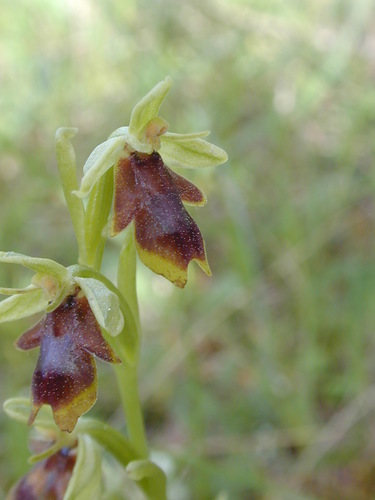 Fly orchid (Ophrys insectifera)