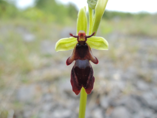 Fly orchid