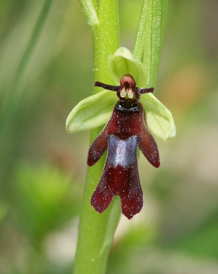 Fly orchid: Fliegen-Ragwurz ( Ophrys insectifera ), Blüte