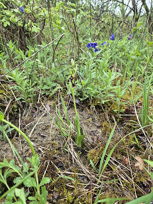 Fly orchid: Habitus Taxonym: Ophrys insectifera (subsp. insectifera) ss Fischer et al. EfÖLS 2008 ISBN 978-3-85474-187-9 Location: next to Würfelberg near Bergau, district 