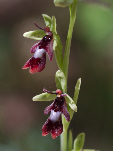 Fly orchid (Ophrys insectifera)