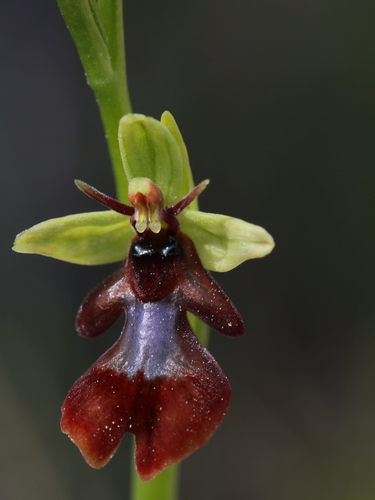 Fly orchid (Ophrys insectifera)