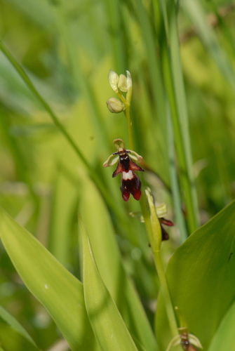 Fly orchid (Ophrys insectifera)