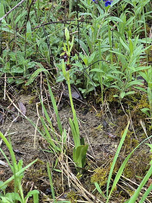 Fly orchid: Habitus Taxonym: Ophrys insectifera (subsp. insectifera) ss Fischer et al. EfÖLS 2008 ISBN 978-3-85474-187-9 Location: next to Würfelberg near Bergau, district 
