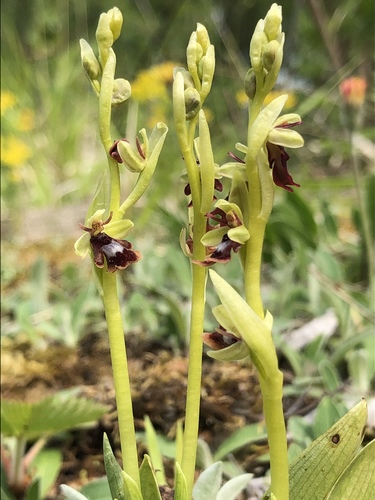 Fly orchid (Ophrys insectifera)