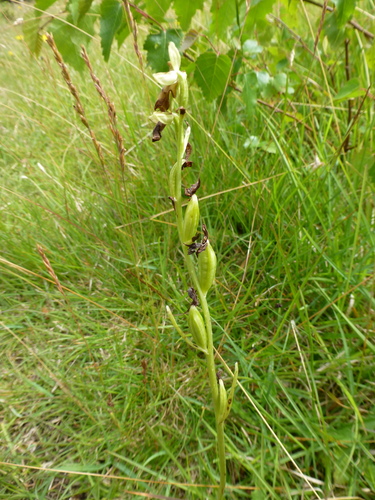 Fly orchid (Ophrys insectifera)
