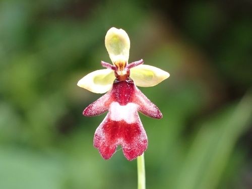 Fly orchid (Ophrys insectifera)
