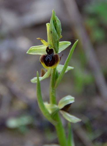 Early spider-orchid