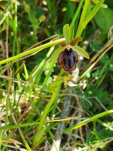 Early spider-orchid (Ophrys sphegodes)