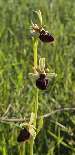 Early spider-orchid (Ophrys sphegodes)