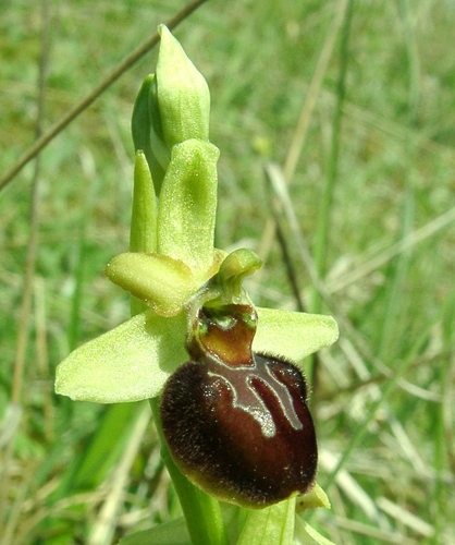 Early spider-orchid (Ophrys sphegodes)