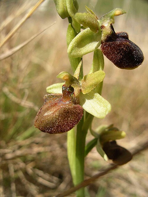 Early spider-orchid: Ophrys sphegodes (early spider-orchid) flowers