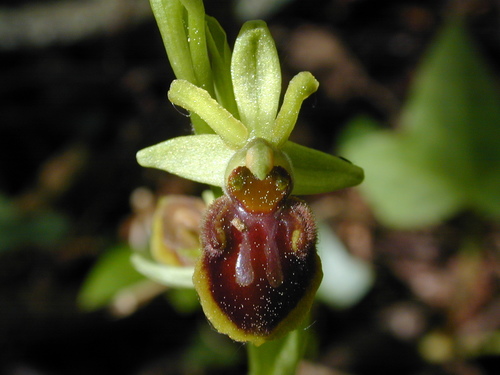 Early spider-orchid (Ophrys sphegodes)