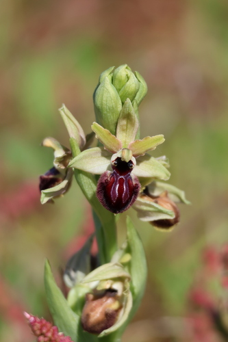 Early spider-orchid (Ophrys sphegodes)