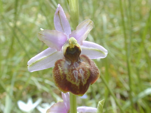 Early spider-orchid (Ophrys sphegodes)