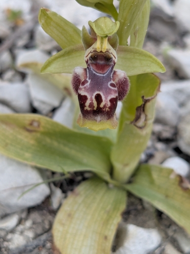 Ophrys umbilicata (Ophrys umbilicata)